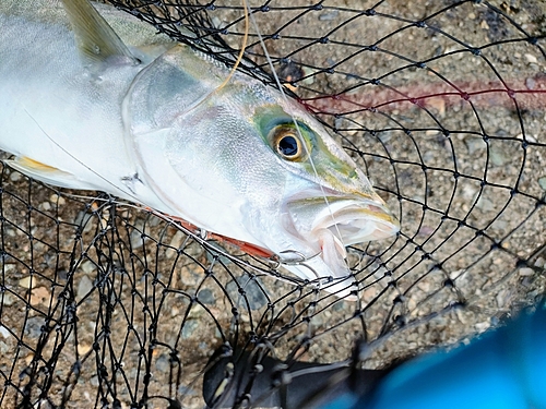 ハマチの釣果