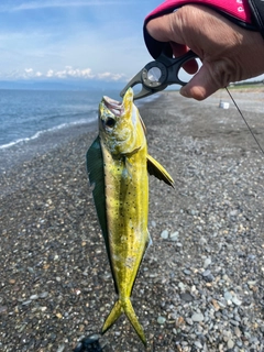 シイラの釣果