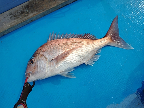 タイの釣果