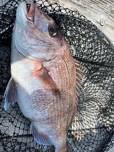 タイの釣果