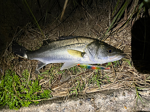 セイゴ（マルスズキ）の釣果