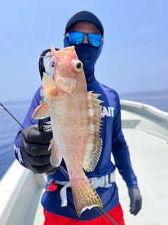 オオモンハタの釣果