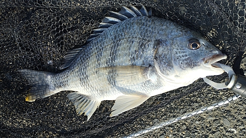 キビレの釣果