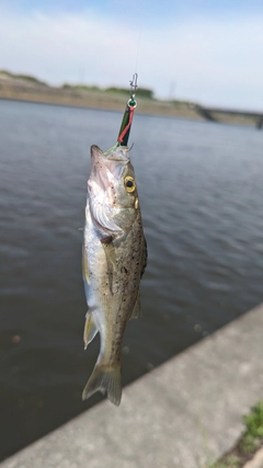 釣果