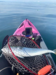 ブリの釣果