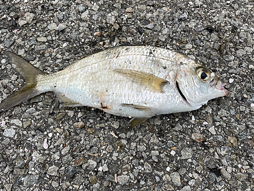 クロサギの釣果