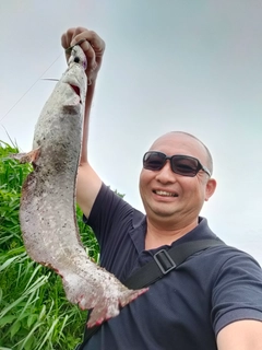 ナマズの釣果