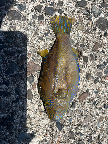 ソウシハギの釣果