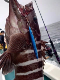 マハタの釣果