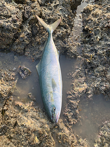 ヤズの釣果