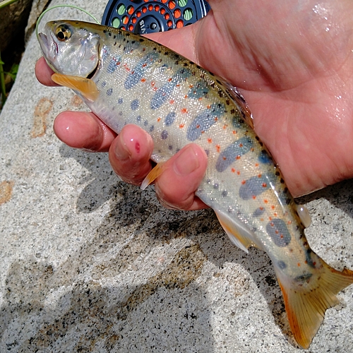 アマゴの釣果