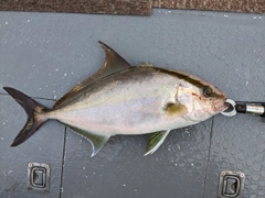 ヒレナガカンパチの釣果