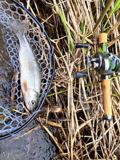 ニジマスの釣果