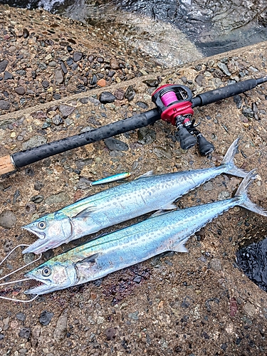 サゴシの釣果