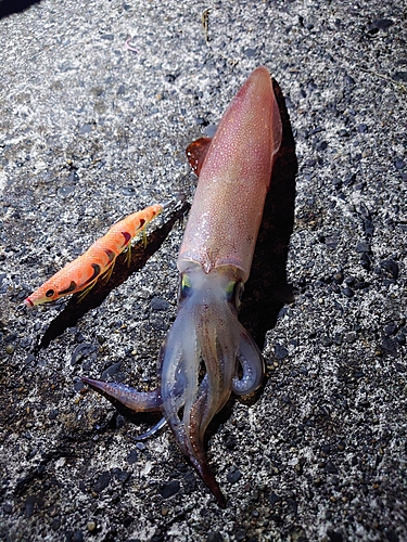 ケンサキイカの釣果