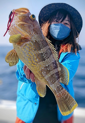 アオハタの釣果