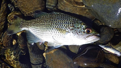 オオクチユゴイの釣果