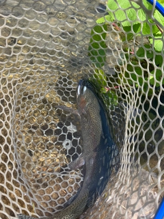 ニジマスの釣果