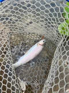 ニジマスの釣果