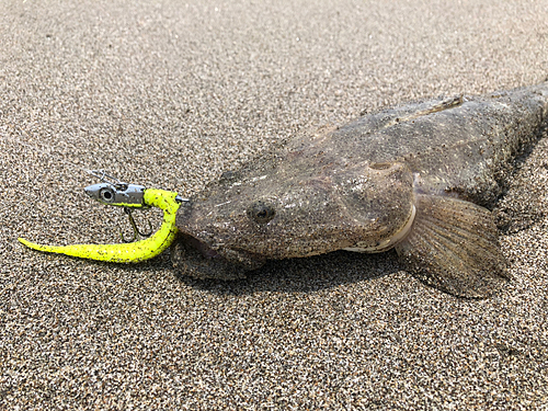 マゴチの釣果