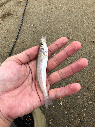 キスの釣果