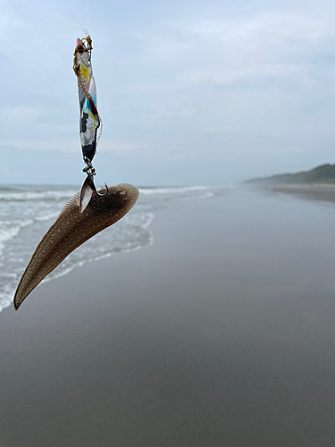 シタビラメの釣果