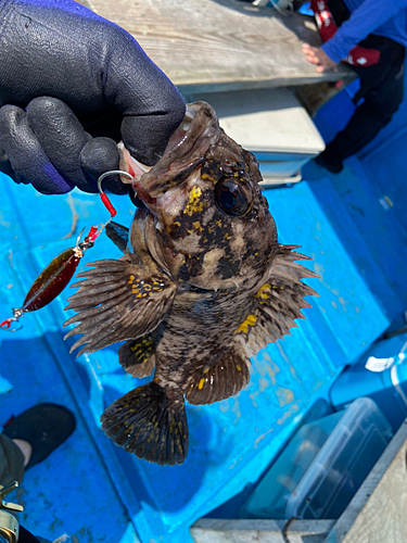 オウゴンムラソイの釣果