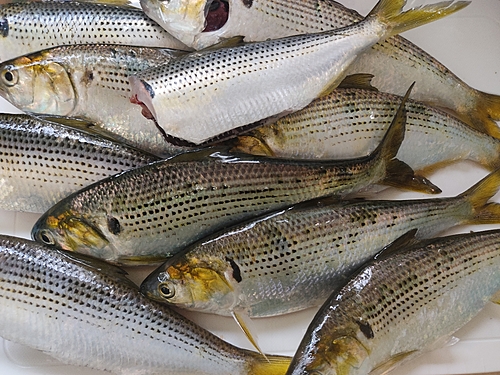 コノシロの釣果