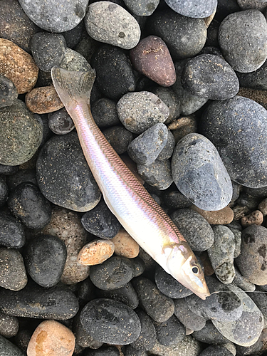 キスの釣果