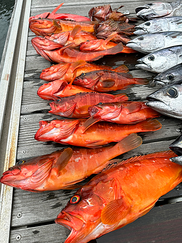 アカハタの釣果