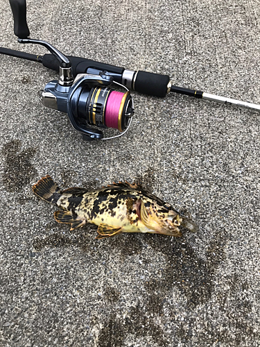 ベッコウゾイの釣果