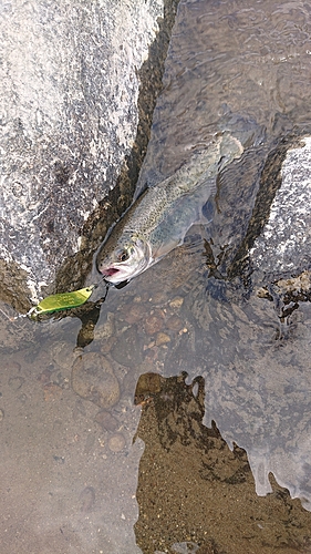 ニジマスの釣果