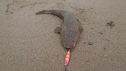 マゴチの釣果