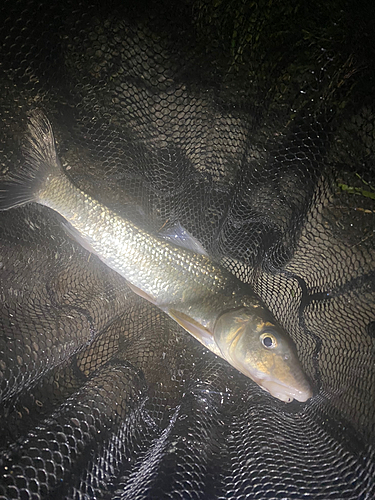 ニゴイの釣果