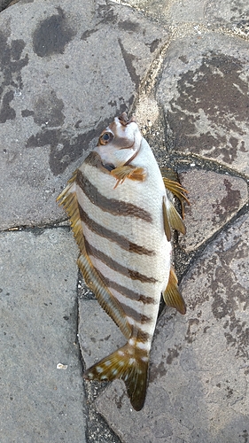 タカノハダイの釣果