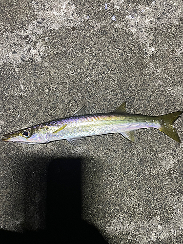 カマスの釣果