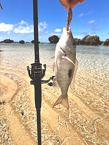 ヤマトビーの釣果