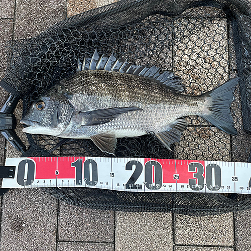 クロダイの釣果