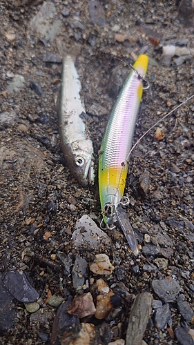 アユの釣果