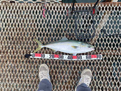 メジロの釣果