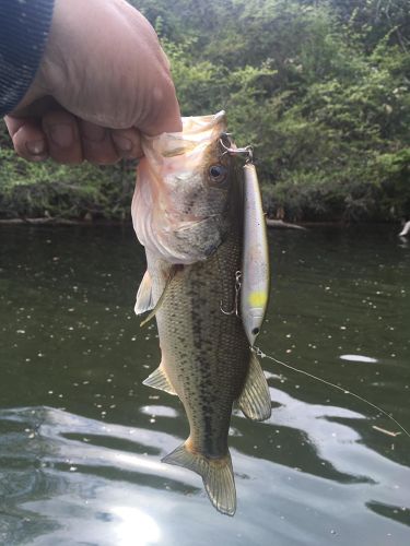 ブラックバスの釣果