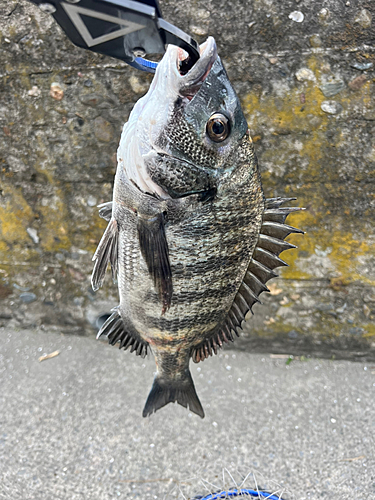 チヌの釣果