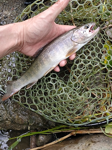 イワナの釣果