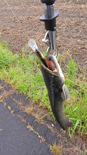 ナマズの釣果