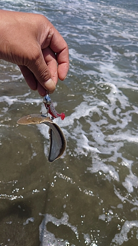 シタビラメの釣果