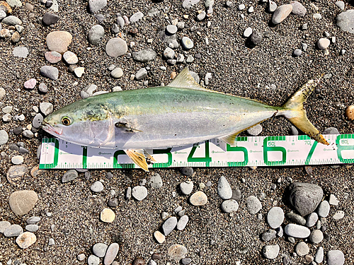 ワラサの釣果