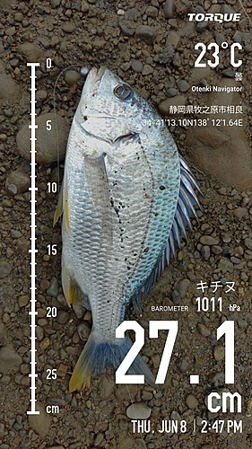 キビレの釣果