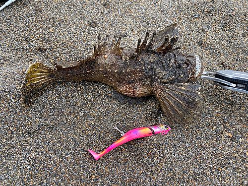 オニオコゼの釣果