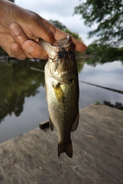 ラージマウスバスの釣果