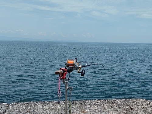 イシガキダイの釣果